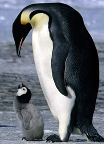 penguin and mom (or dad)